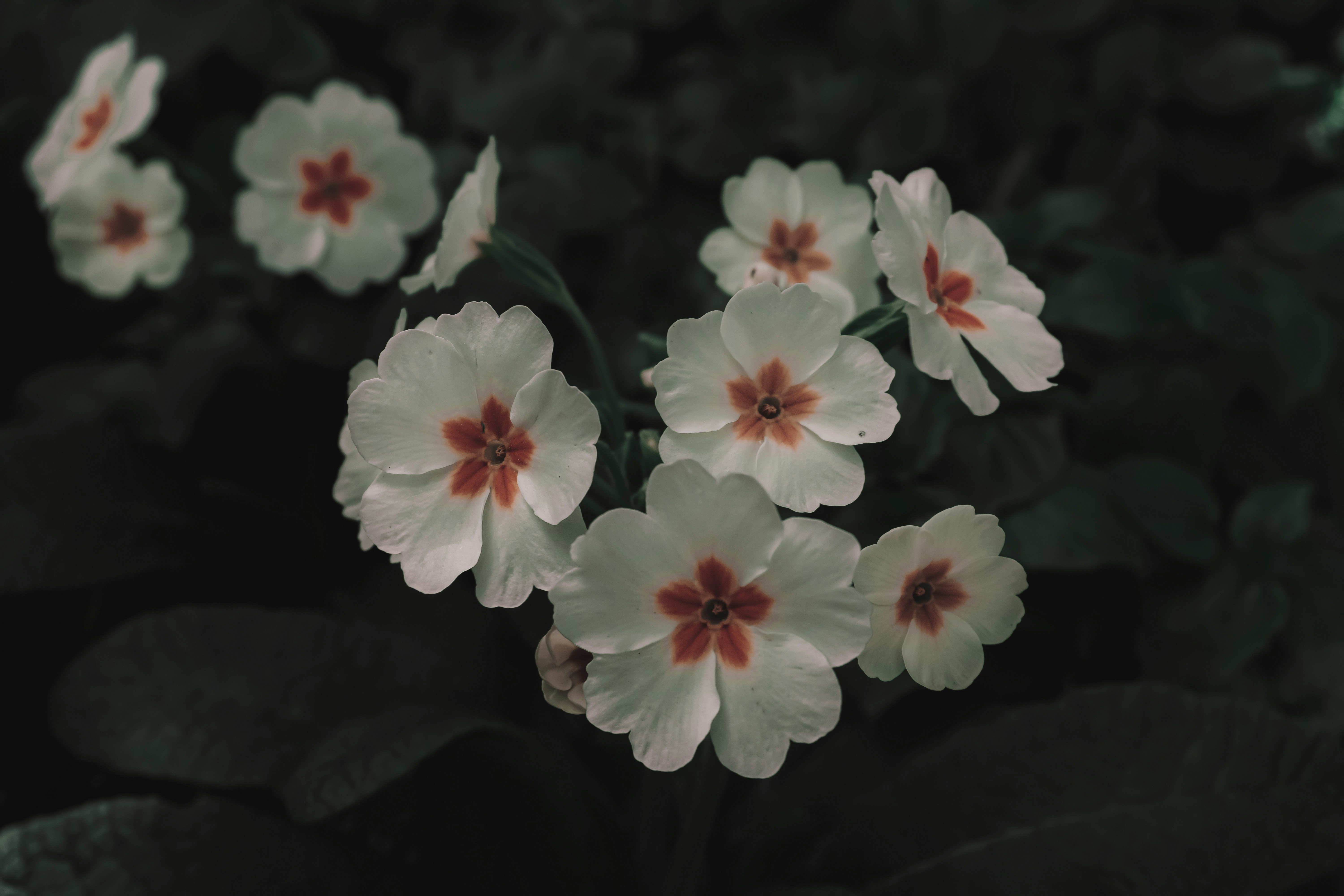 1.2.1 驱动OLED-有freertos